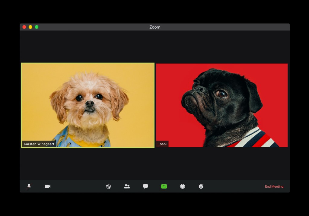 Two dogs on a video call, one is a fluffy tan dog on a yellow background, the other is a black pug wearing a striped sweater on a red background.